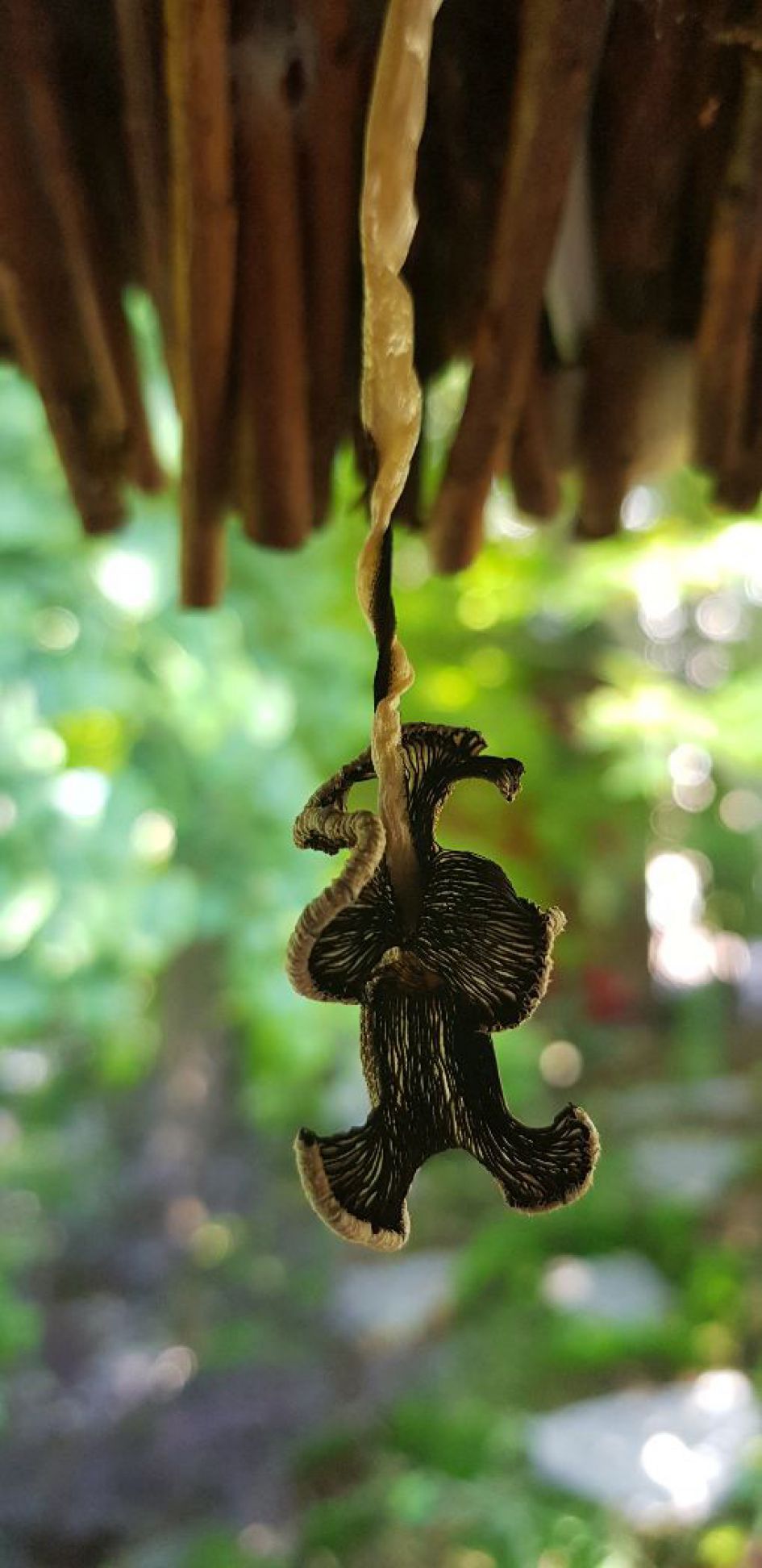 Wat is dit, is dit een soort paddenstoel?